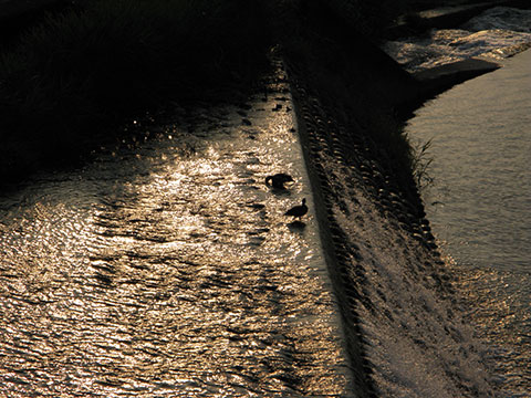川に立つ二羽の鵜が夕日を浴びるシルエット写真