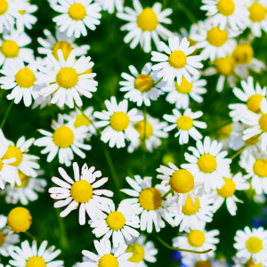 ローマカミツレの花